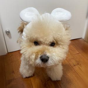 毛线团子的毛线头像