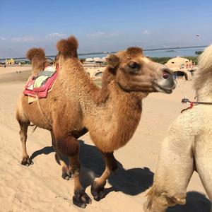 幸运财神V 头像