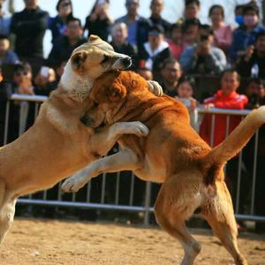 中亚猎狼犬。头像