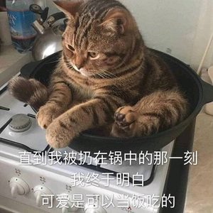 修猫爱追剧头像