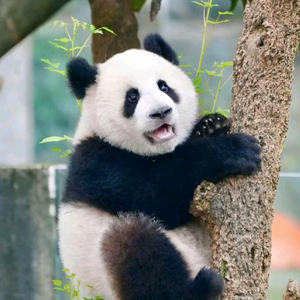 莽小五和莽妞妞头像