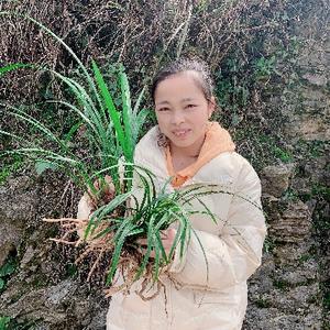 镇远县大山里的阿艳山货店头像