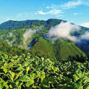 岭海涛声头像