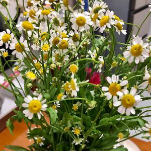 杨杨家有儿女头像