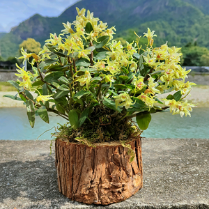 斛森堂（铁皮石斛）种植场头像