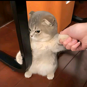叾屾头像