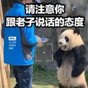 德才兼备小肖头像