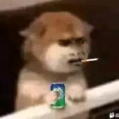 彭于晏坦洲分晏头像