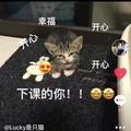 猫猫是猫猫头像