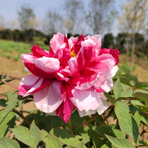 阳台花卿（安徽）头像