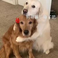 工藤新镇咯头像