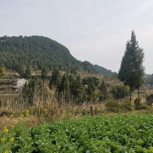 Agood剪辑头像