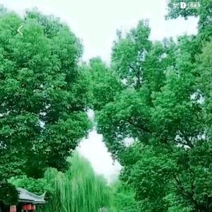 乐观的远山ID头像