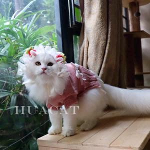 花猫儿家的猫头像