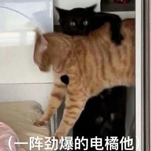 张无忌头像
