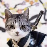 聪明持之以恒猫猫头像