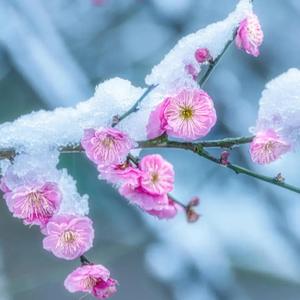寒梅送香头像