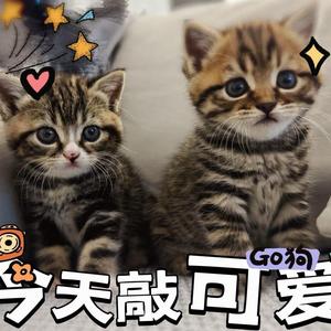 年糕糕甜甜筒头像