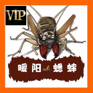 暖阳虫具鸣虫头像