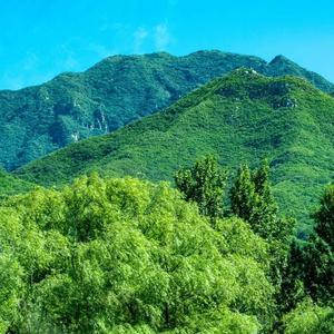 青山依旧在头像