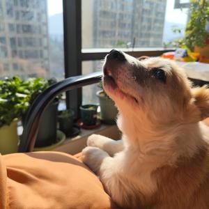 狗仔的幸福生活头像