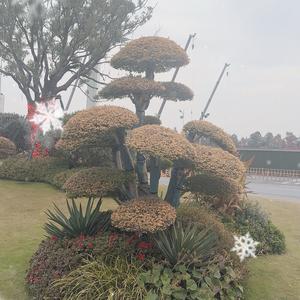 小丁咚头像