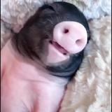 憨笑y头像
