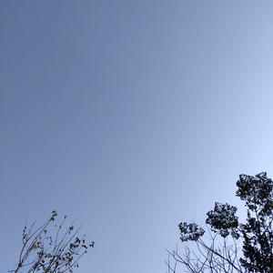 向芯漫步头像