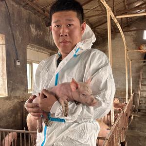 爱王涛爱养猪头像