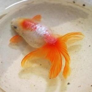 好多金魚