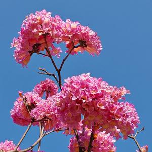 小维头像