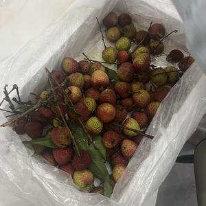柳下静听蝉鸣头像