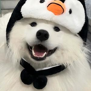 动物之汪头像