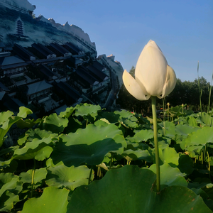舒凯1913头像