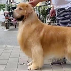 江北犬舍头像