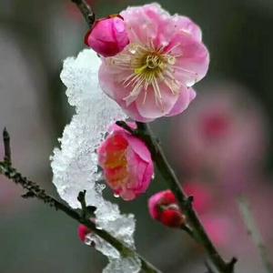 东升头像