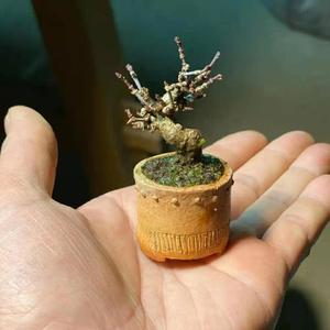 邻溪雅集头像