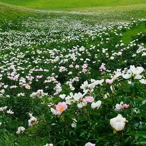 三丰航拍旅行头像