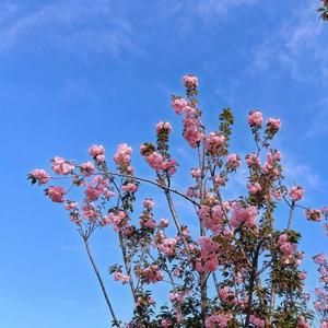 湖畔赏花的访客头像
