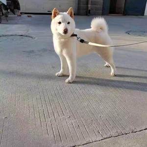 兽医小李头像
