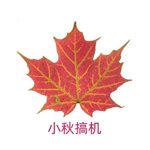 小秋搞机头像