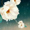 多彩芒果4头像