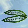 邵红博永城头像