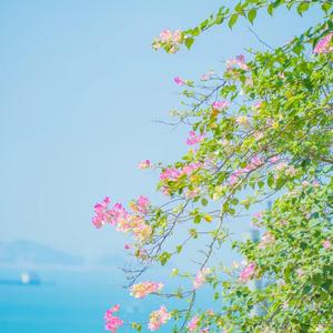 清吟相答头像