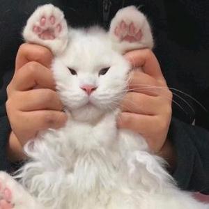 忘楸树头像