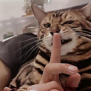橙子头像