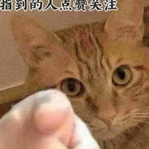 筱猫头像