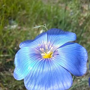 陌上花开头像