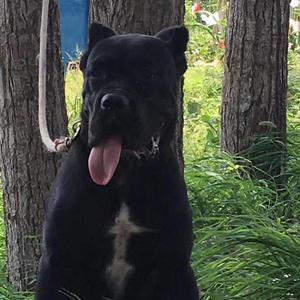聚鑫珍禽猛犬养殖基地头像