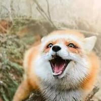 狐摄魂头像